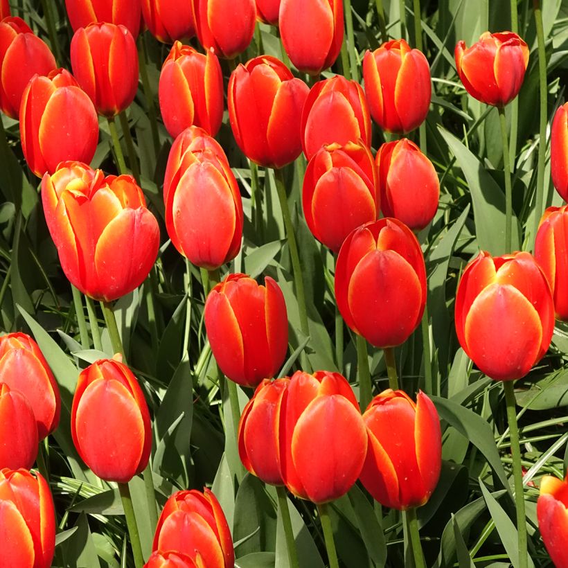 Tulipa World's Favourite - Darwin hybrid Tulip (Plant habit)