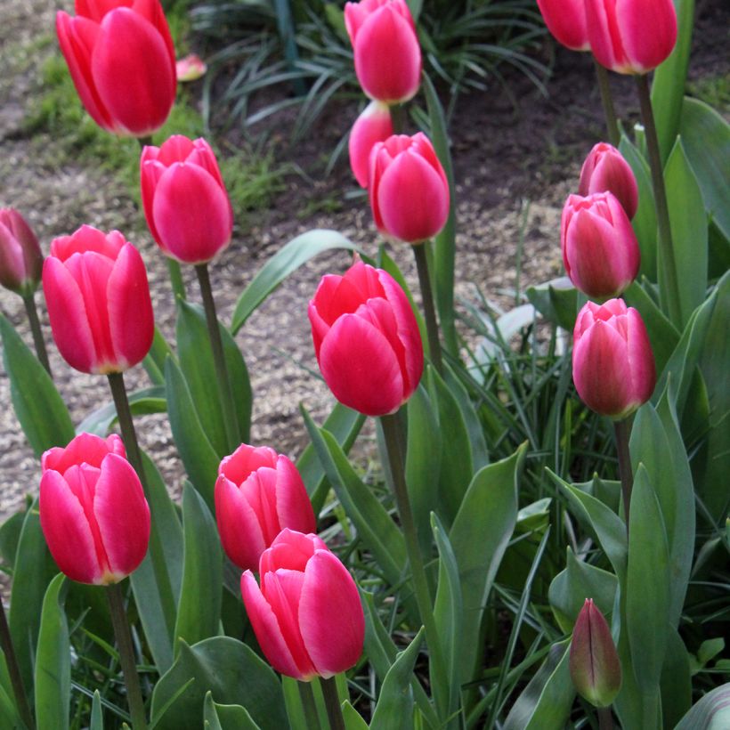 Tulipa Rosy Delight - Darwin hybrid Tulip (Plant habit)
