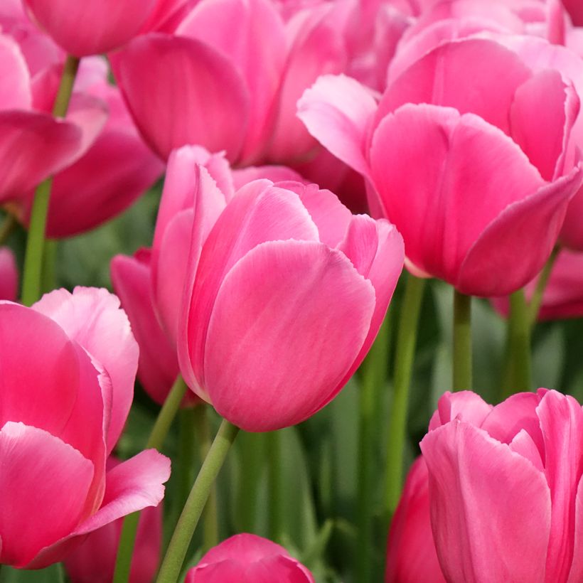 Tulipa Barcelona (Flowering)