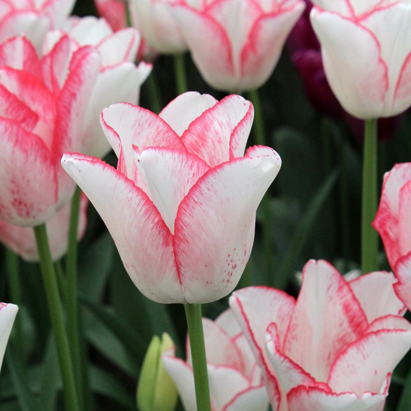 Tulipa Beauty Trend (Flowering)
