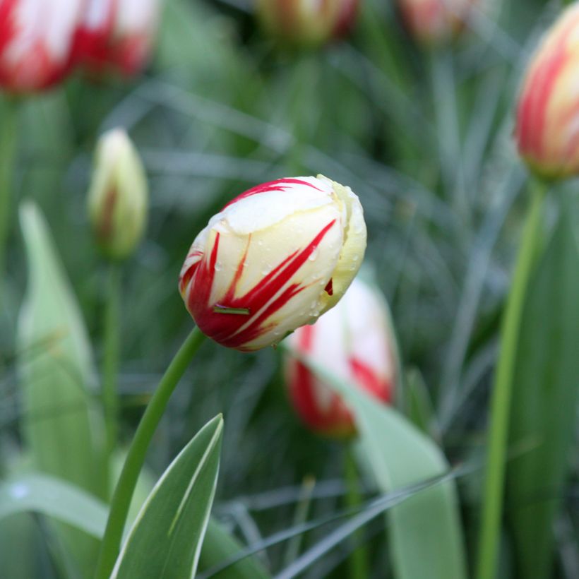 Tulipa 'Carnaval De Rio' (Flowering)