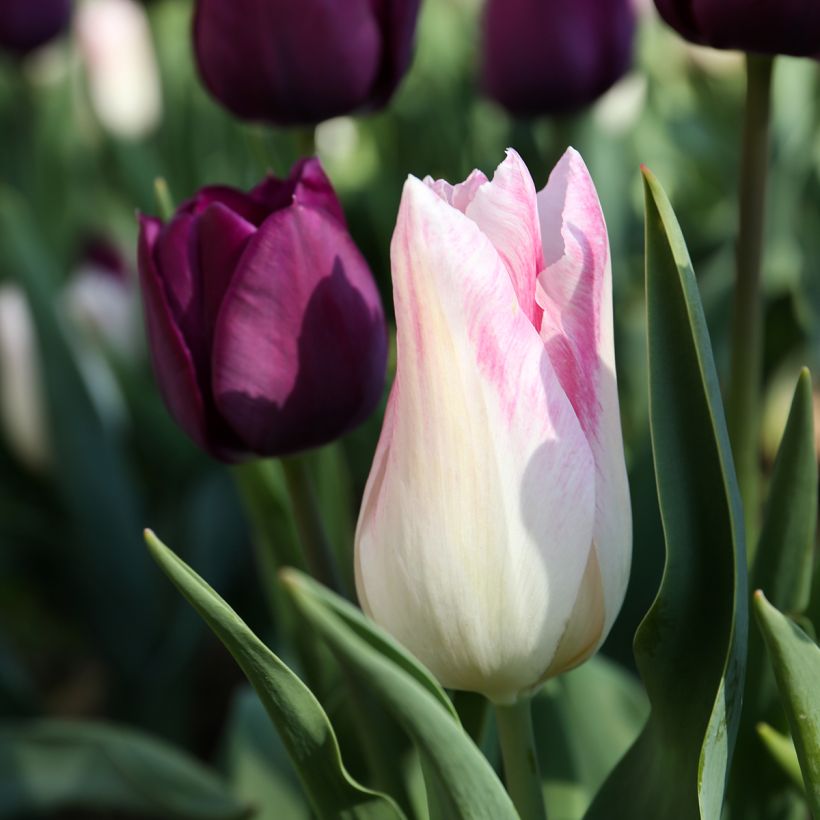 Tulipa Triumph Kyoko Takahashi (Flowering)