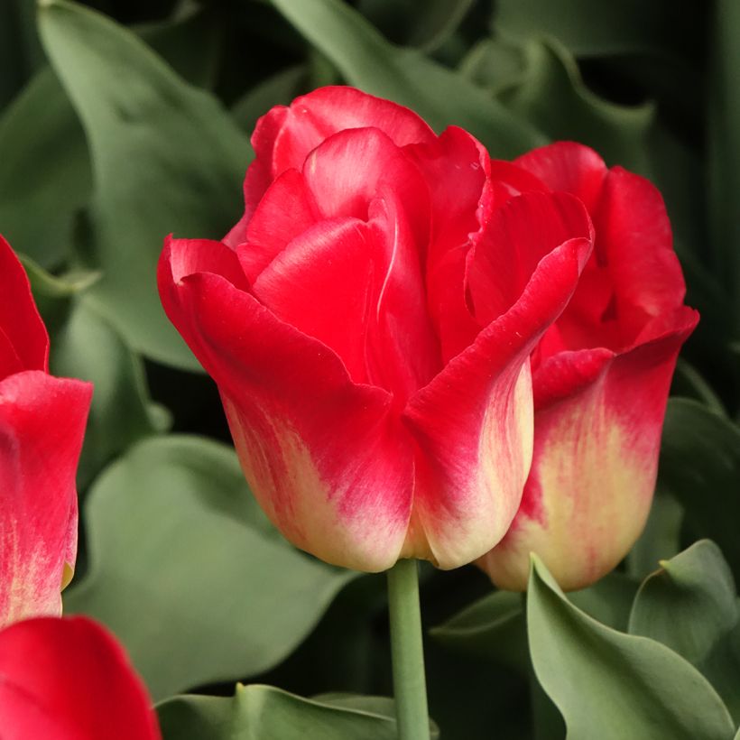 Tulipa Match - Triumph Tulip (Flowering)