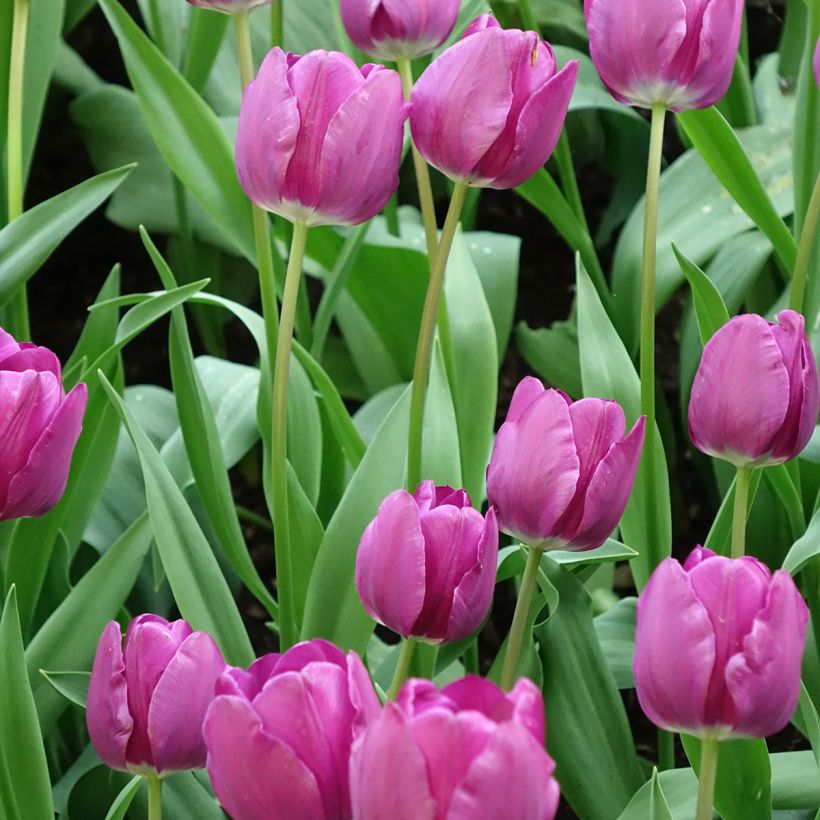 Tulipa Negrita - Triumph Tulip (Flowering)