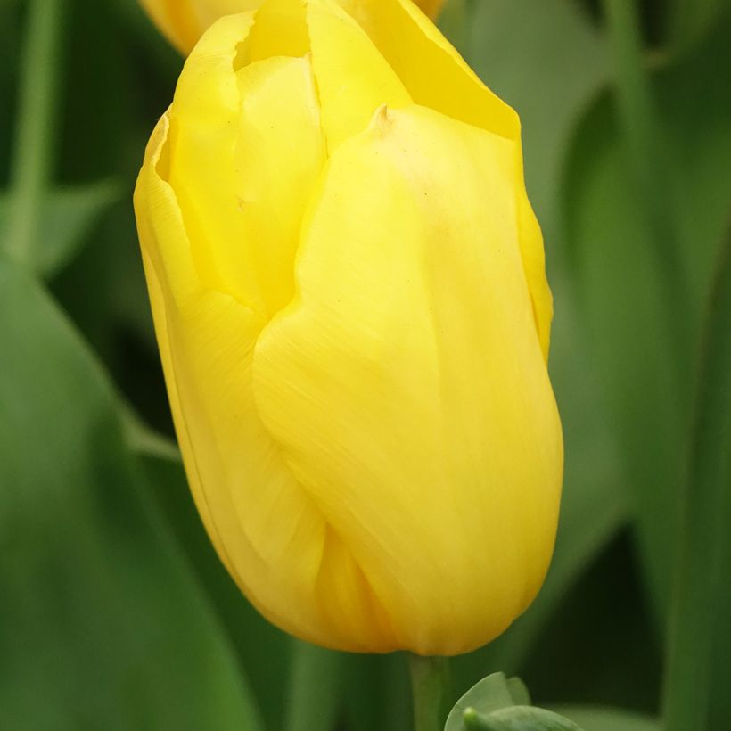 Tulipa Strong Gold - Triumph Tulip (Flowering)