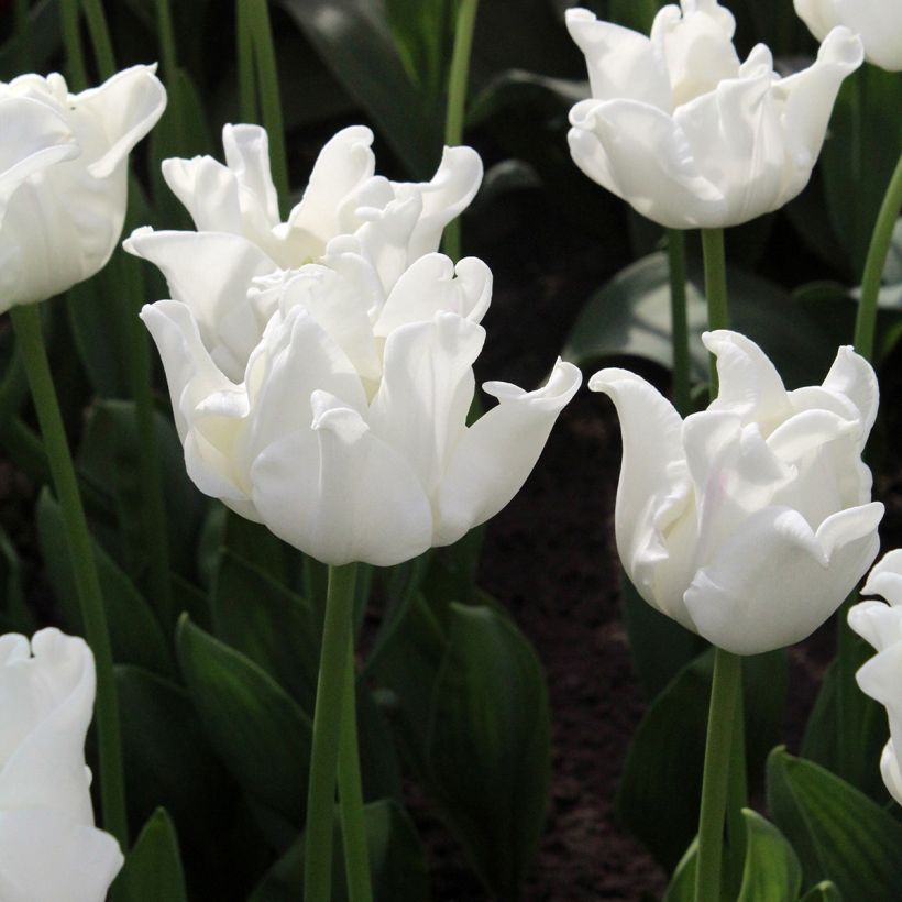 Tulipa White Liberstar - Triumph Tulip (Flowering)