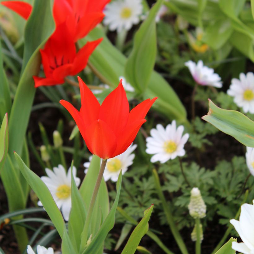 Tulipa praestans Fusilier (Plant habit)