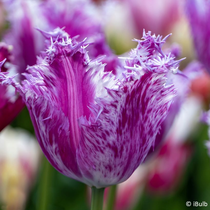 Tulipa Purple Circus - Fringed Tulip (Flowering)
