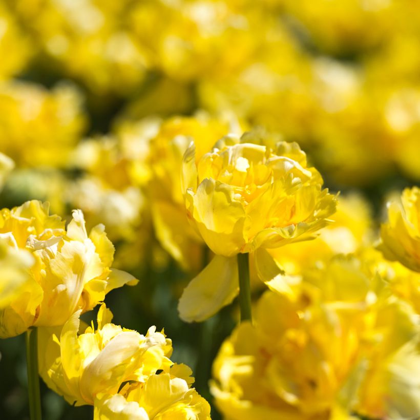 Tulipa Yellow Margarita - Double Early Tulip (Flowering)