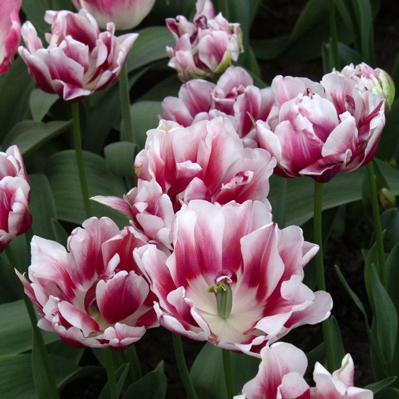 Tulipa Fantasy Lady- Double Early Tulip (Flowering)