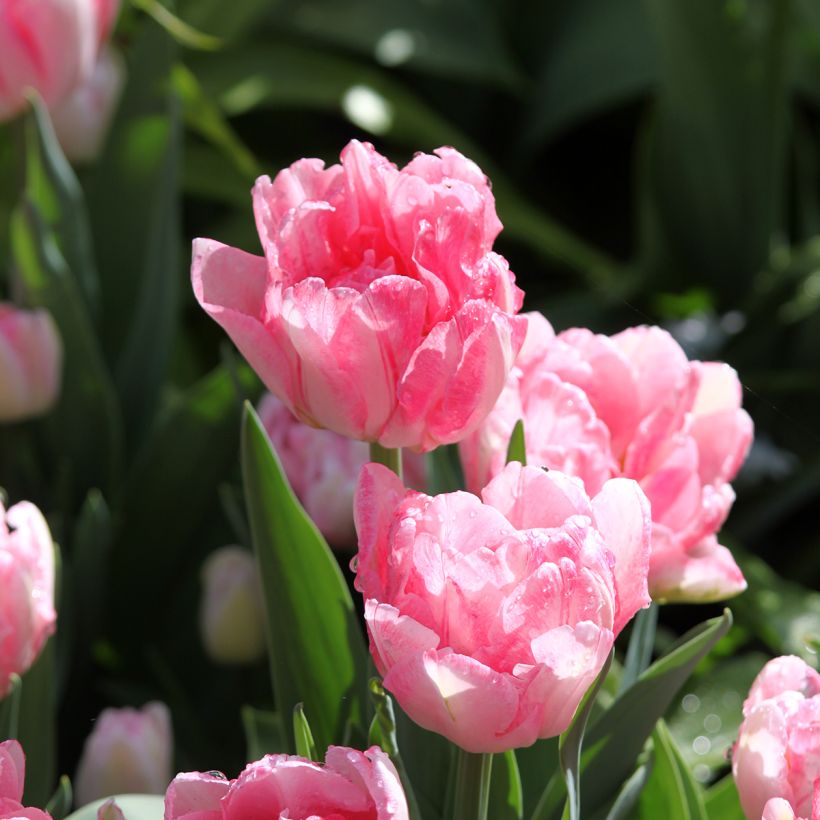 Tulipa Foxtrot- Double Early Tulip (Flowering)