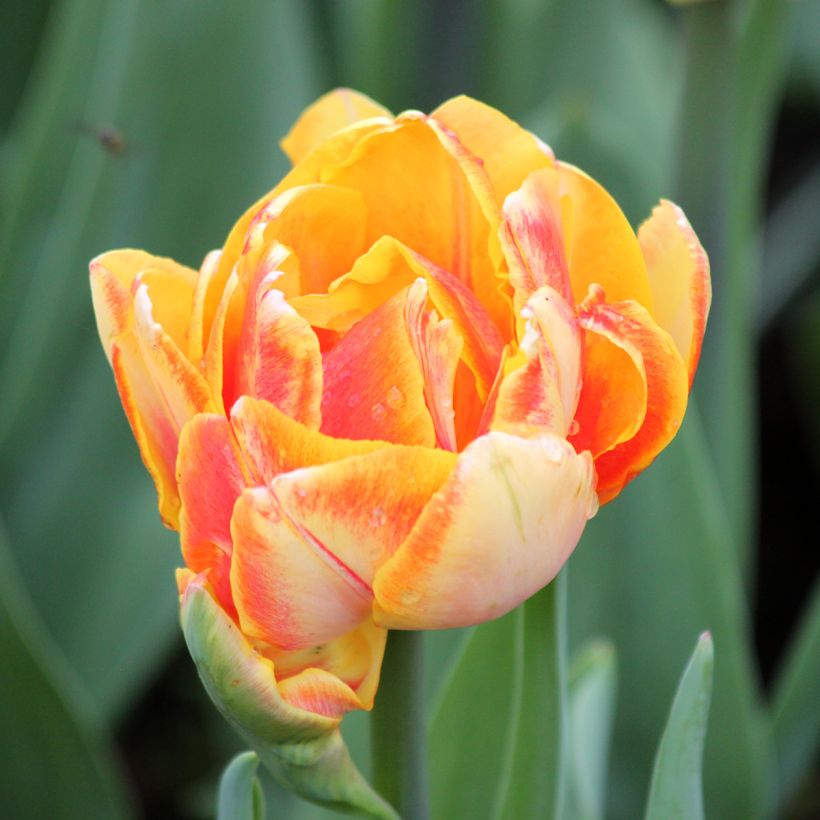 Tulipa Foxy Foxtrot- Double Early Tulip (Flowering)