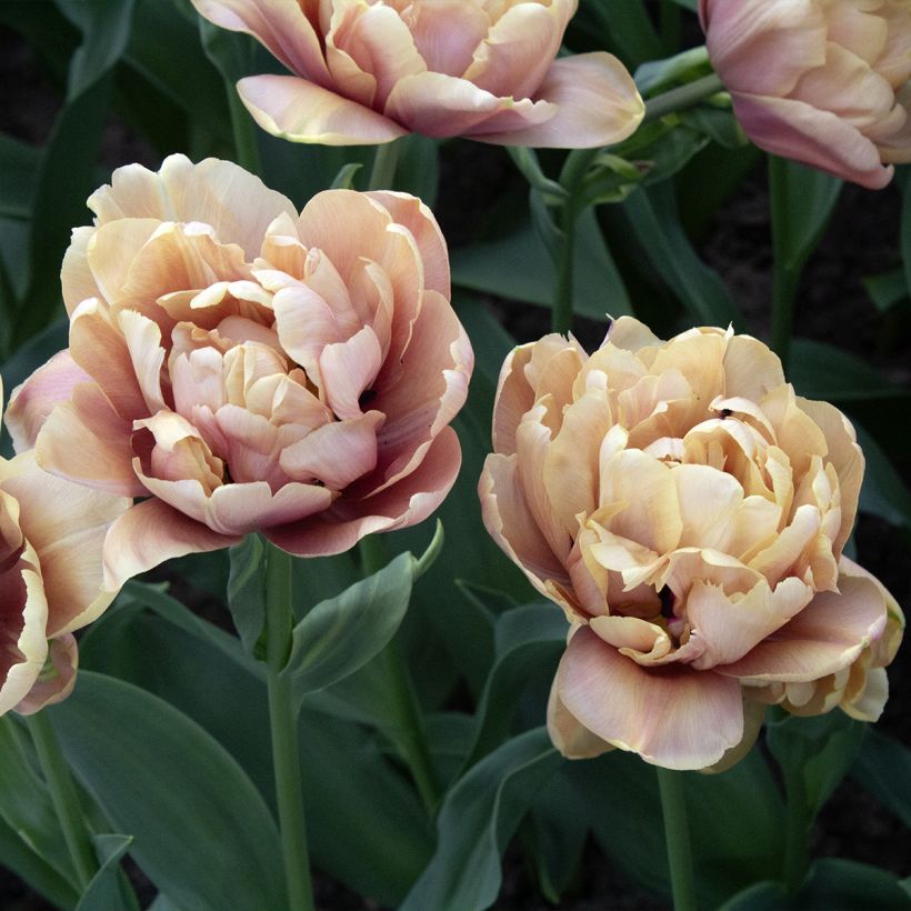 Tulipa La Belle Époque- Double Early Tulip (Flowering)