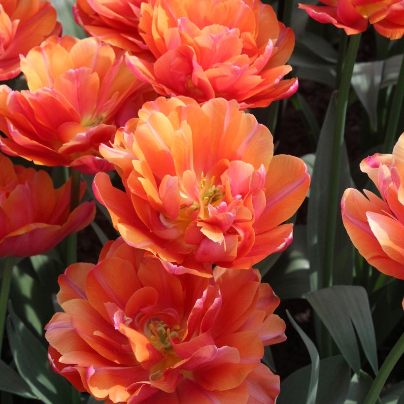 Tulipa Orca (Flowering)