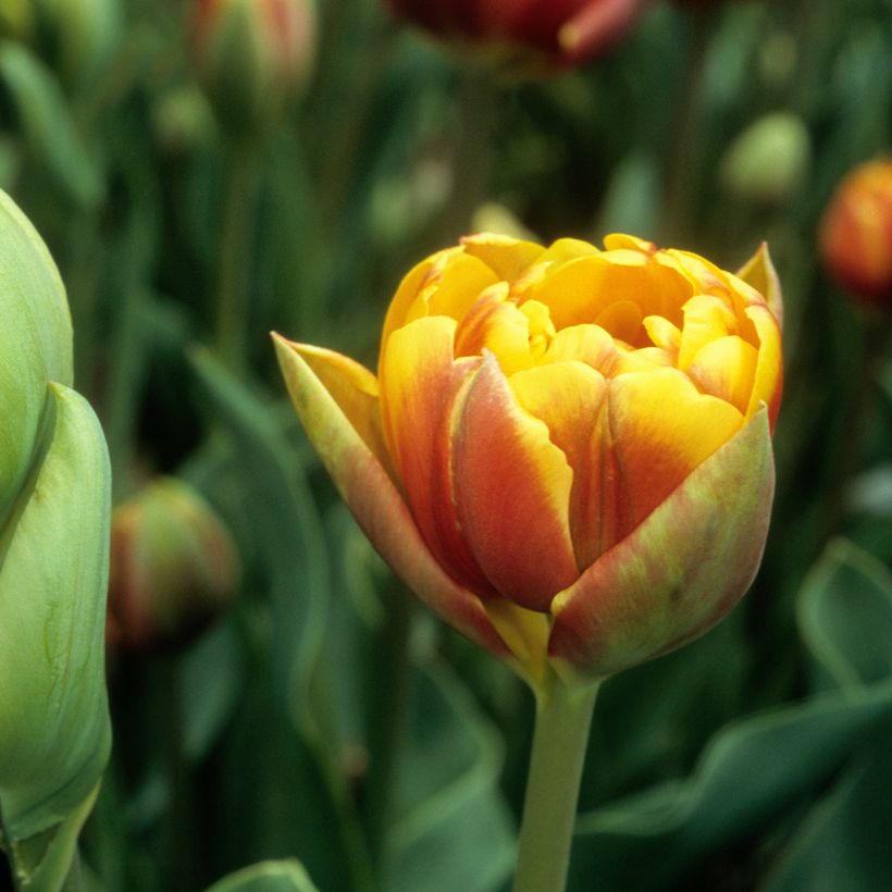 Tulipa Bonanza - Double late Tulip (Flowering)