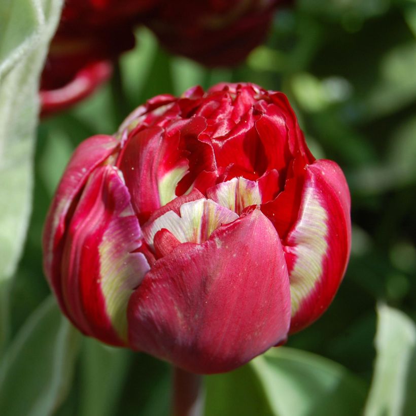Tulipa Uncle Tom - Double Late Tulip (Flowering)