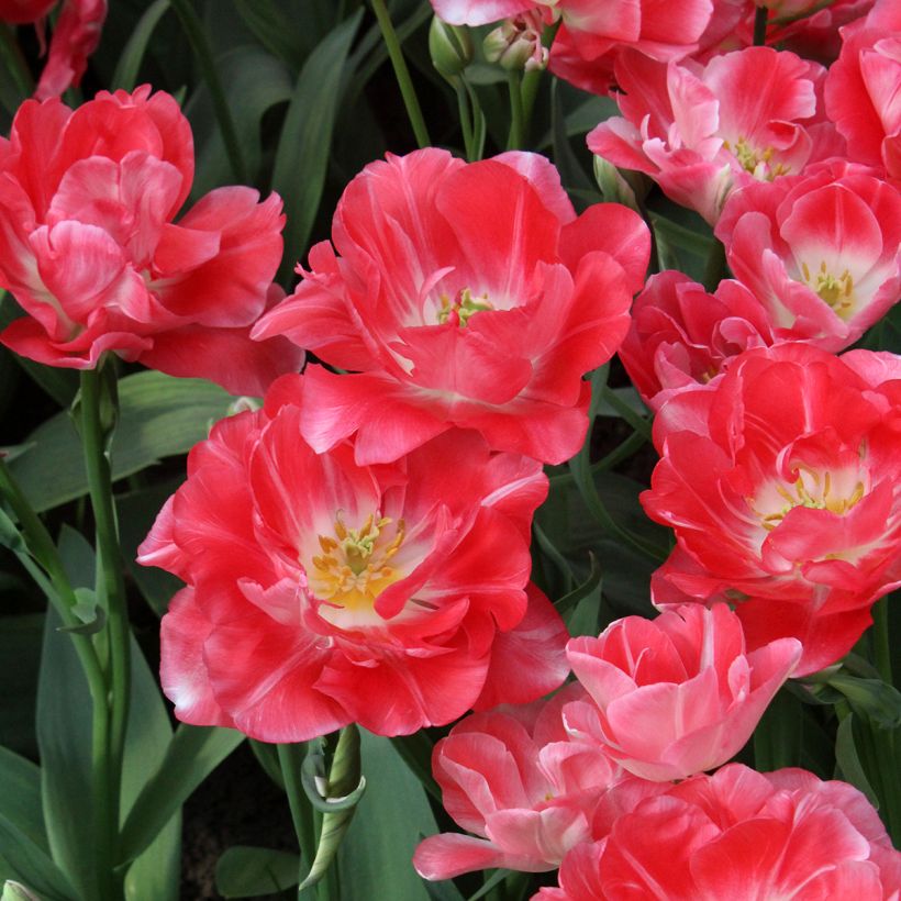 Tulipa 'Princess Angelique' (Flowering)