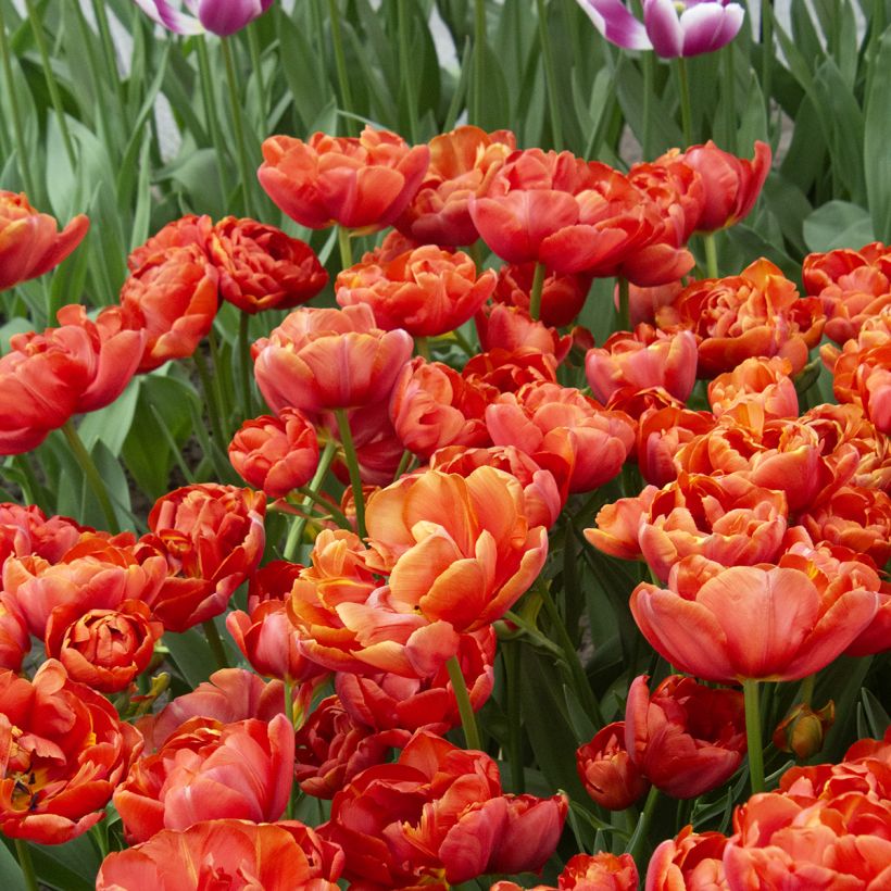 Tulipa 'Statement' (Flowering)