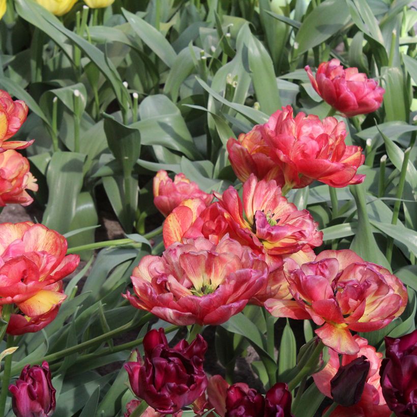 Tulipa Sundowner (Flowering)