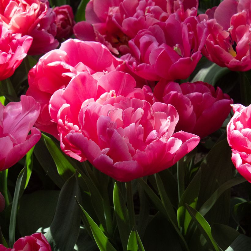 Tulipa Sunset Tropical - Double Late Tulip (Flowering)