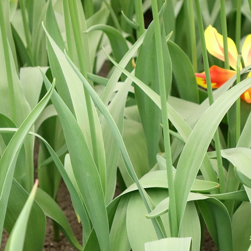 Tulipa Fire Wings - Lily flowering Tulip (Foliage)