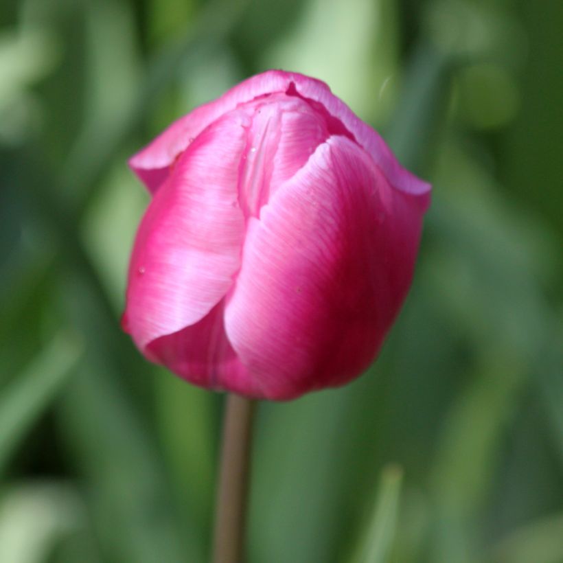 Tulipa Aafke - Early simple Tulip (Flowering)