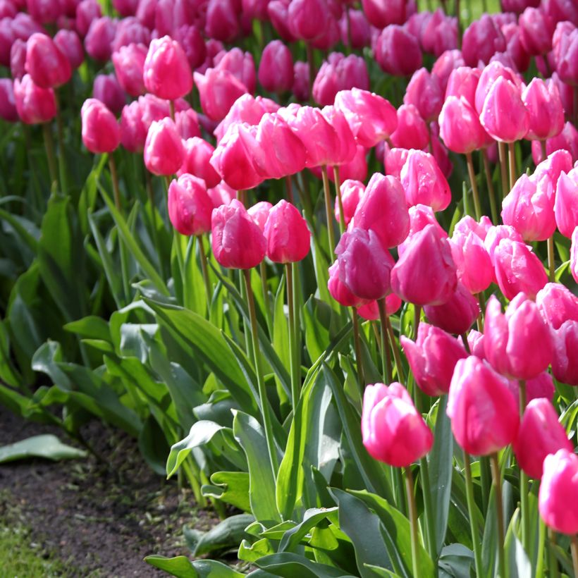 Tulipa Aafke - Early simple Tulip (Plant habit)