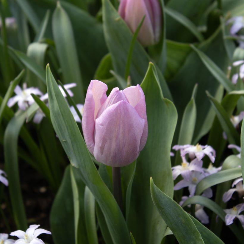 Tulipa Candy Prince (Flowering)
