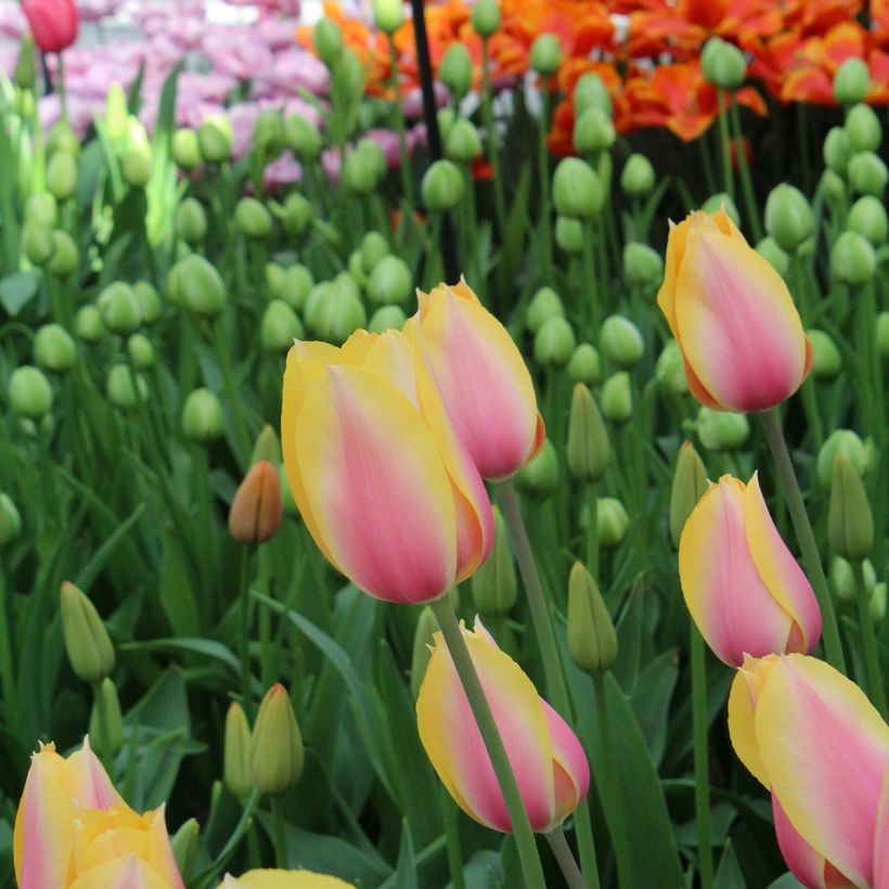Tulipa Blushing Lady - Early simple Tulip (Flowering)