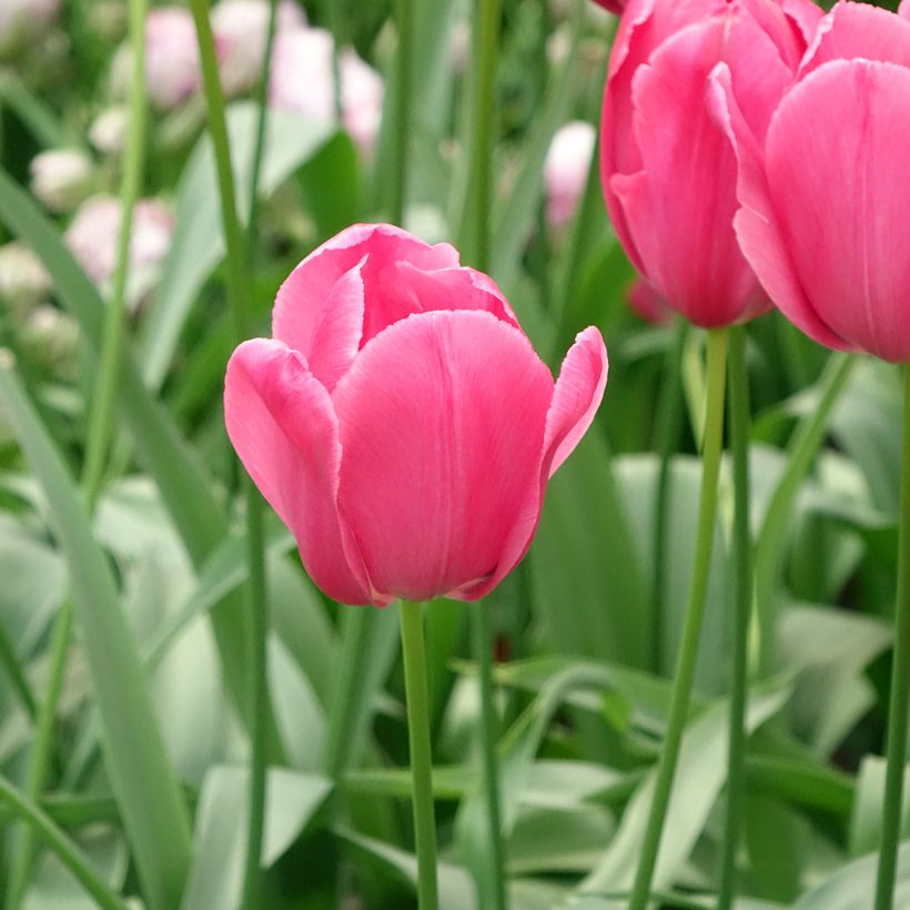 Tulipa Yosemite - Early simple Tulip (Flowering)