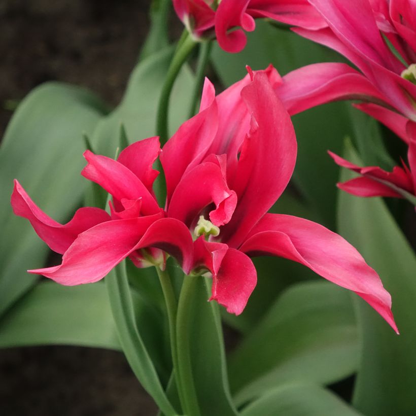 Tulipa viridiflora Dolls Minuet (Flowering)