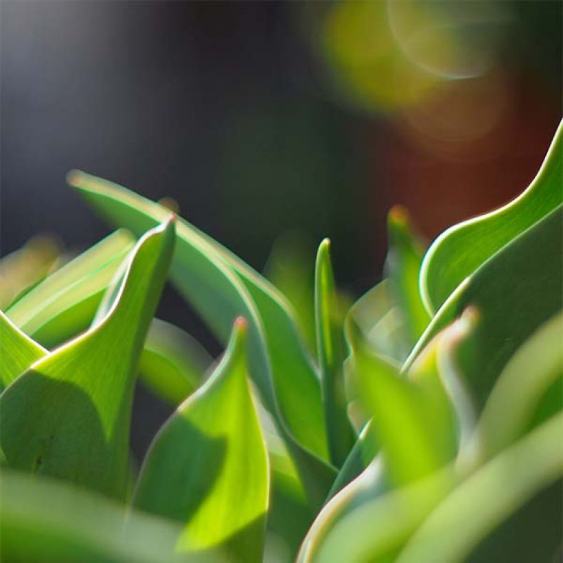 Tulipa Parrot Prince -  Parrot Tulip (Foliage)