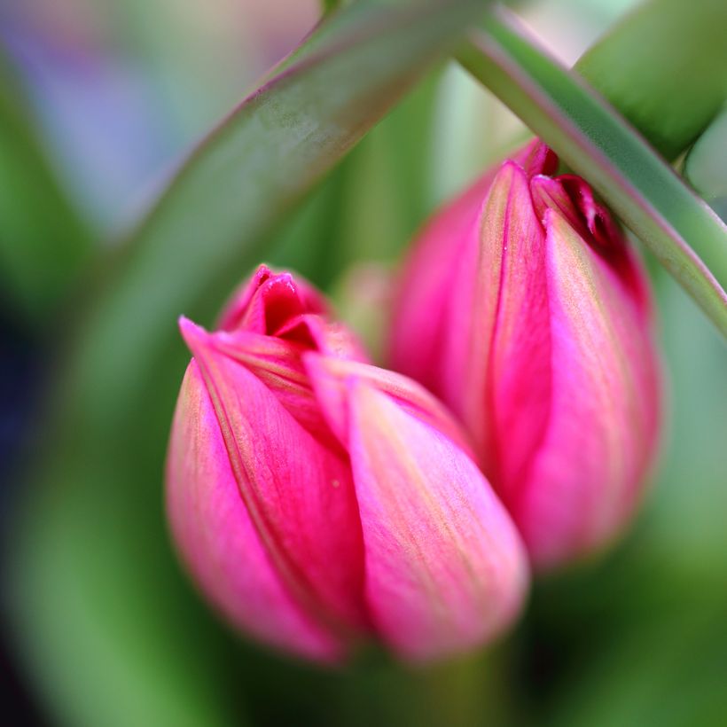 Tulipa Happy Family - Mutliple flowering Tulip (Flowering)