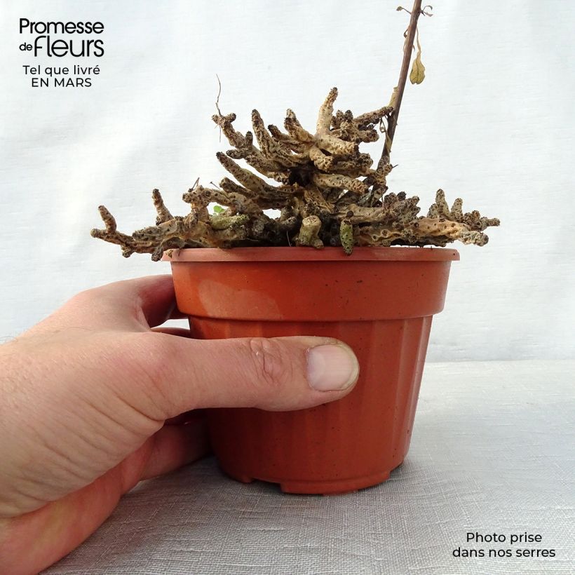 Tylecodon bucholzianus  12cm pot sample as delivered in spring