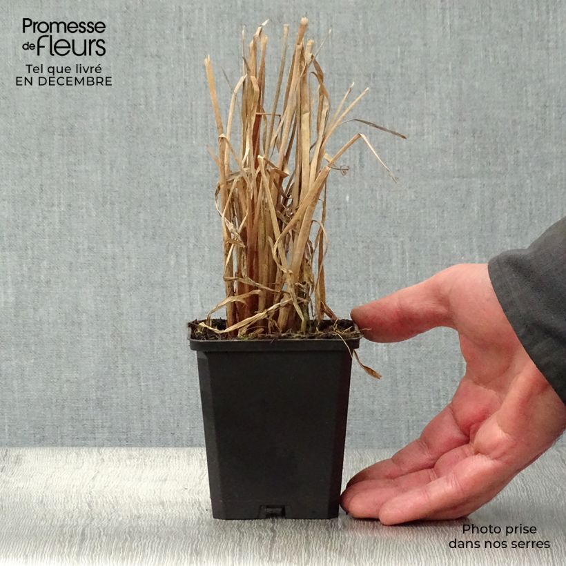 Typha latifolia - Cattail 8/9 cm pot sample as delivered in winter