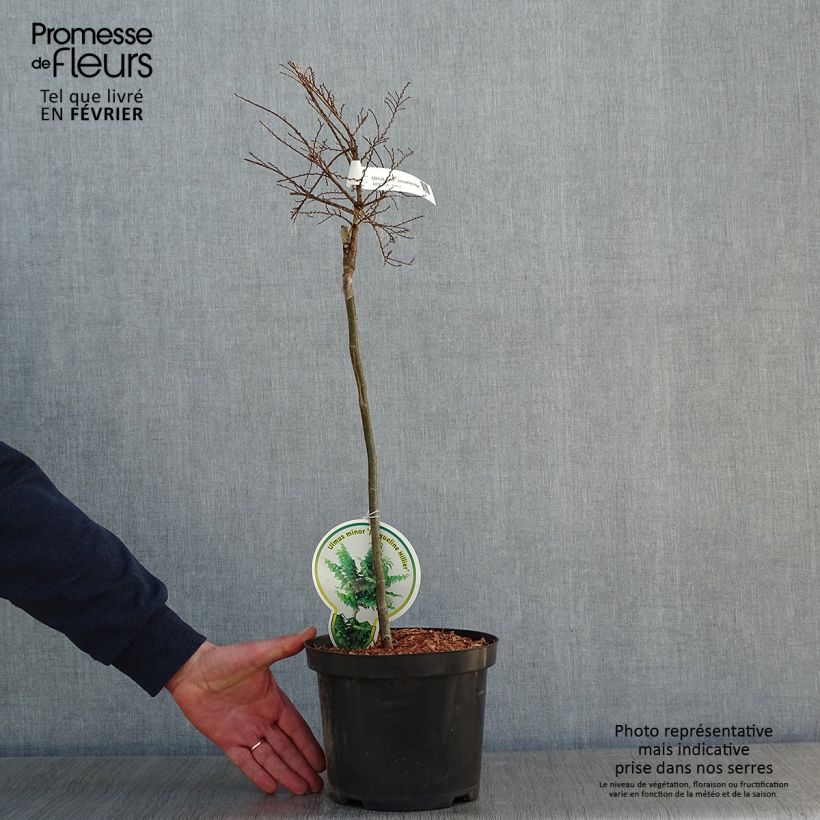 Ulmus hollandica Jacqueline Hillier - Elm 4L/5L pot sample as delivered in winter