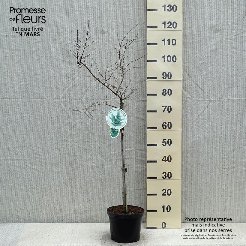 Ulmus hollandica Jacqueline Hillier - Elm 4L/5L pot sample as delivered in winter