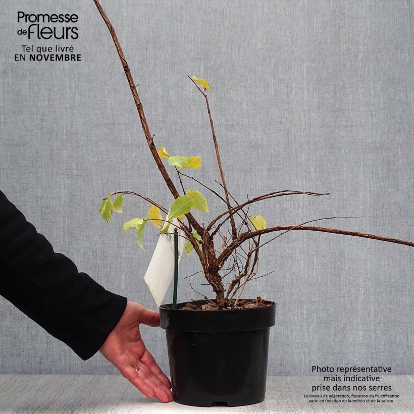 Ulmus minor suberosa  3L/4L pot sample as delivered in autumn
