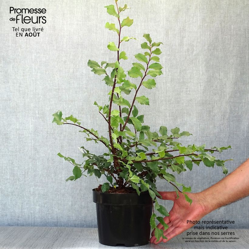 Ulmus minor suberosa  3L/4L pot sample as delivered in summer