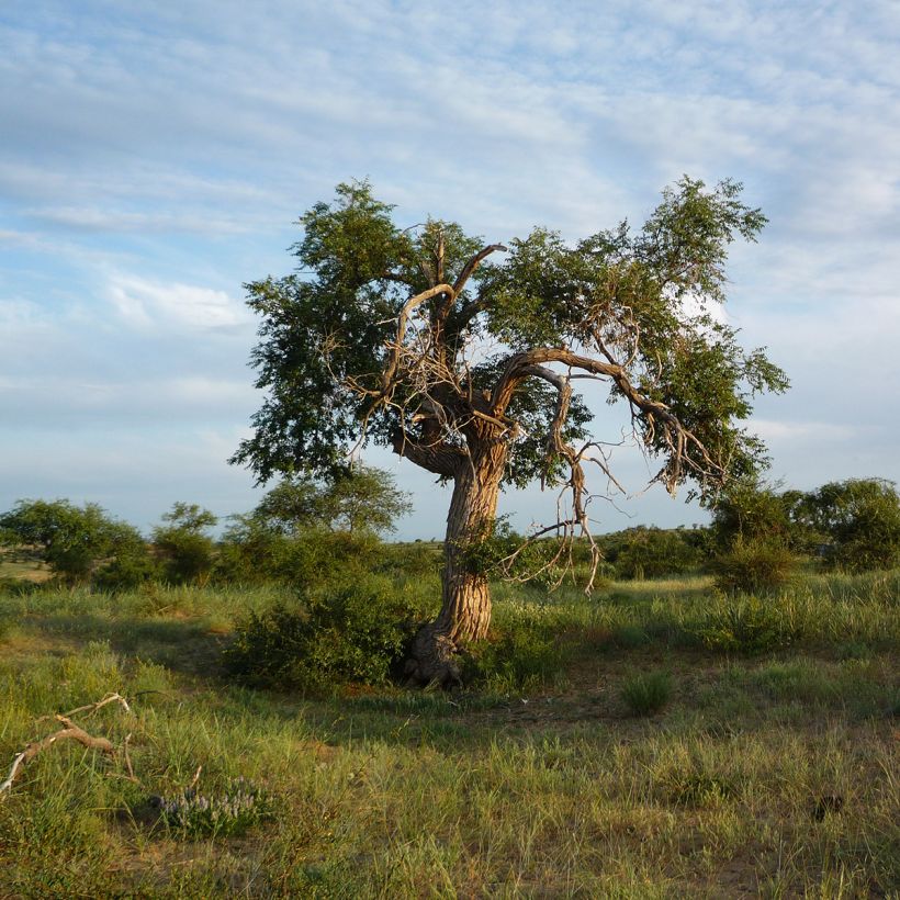 Ulmus pumila - Elm (Plant habit)