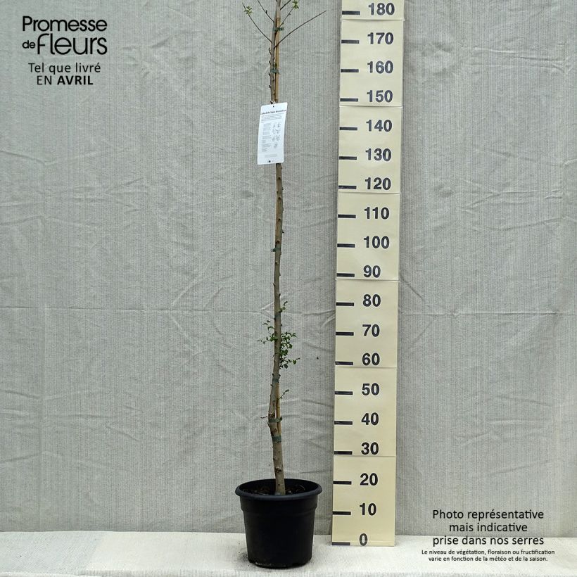 Ulmus pumila - Elm 7.5L/10L pot sample as delivered in spring