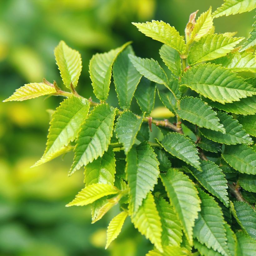 Ulmus pumila - Elm (Foliage)