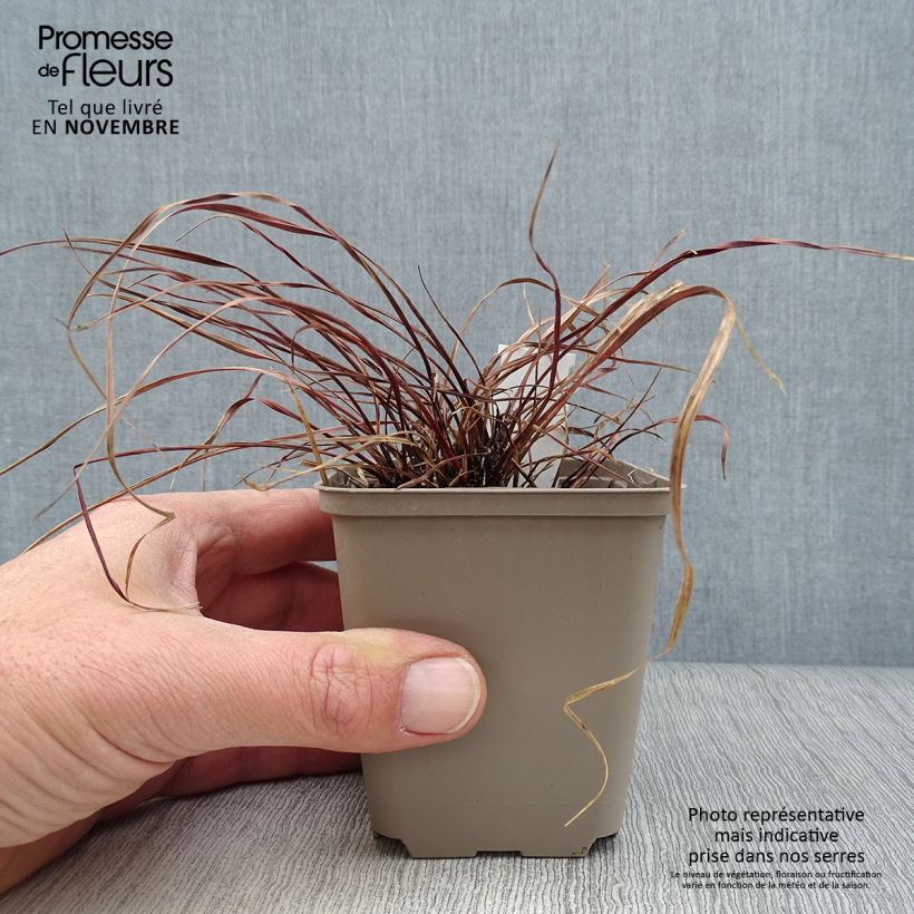 Uncinia rubra Everflame 8/9 cm pot sample as delivered in autumn