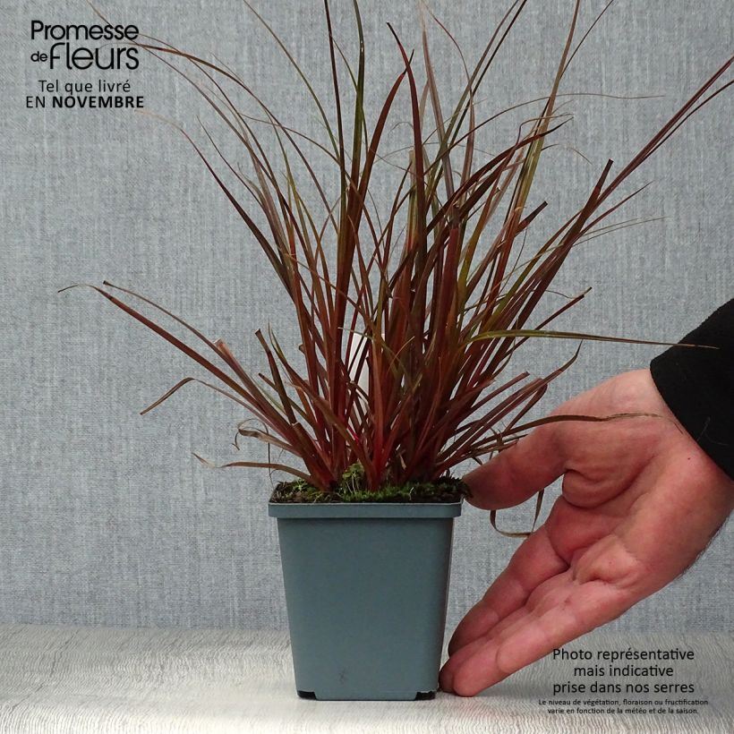 Uncinia rubra 8/9 cm pot sample as delivered in autumn