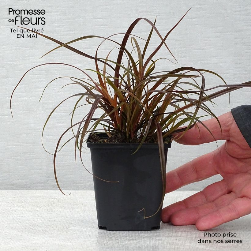 Uncinia rubra 8/9 cm pot sample as delivered in spring