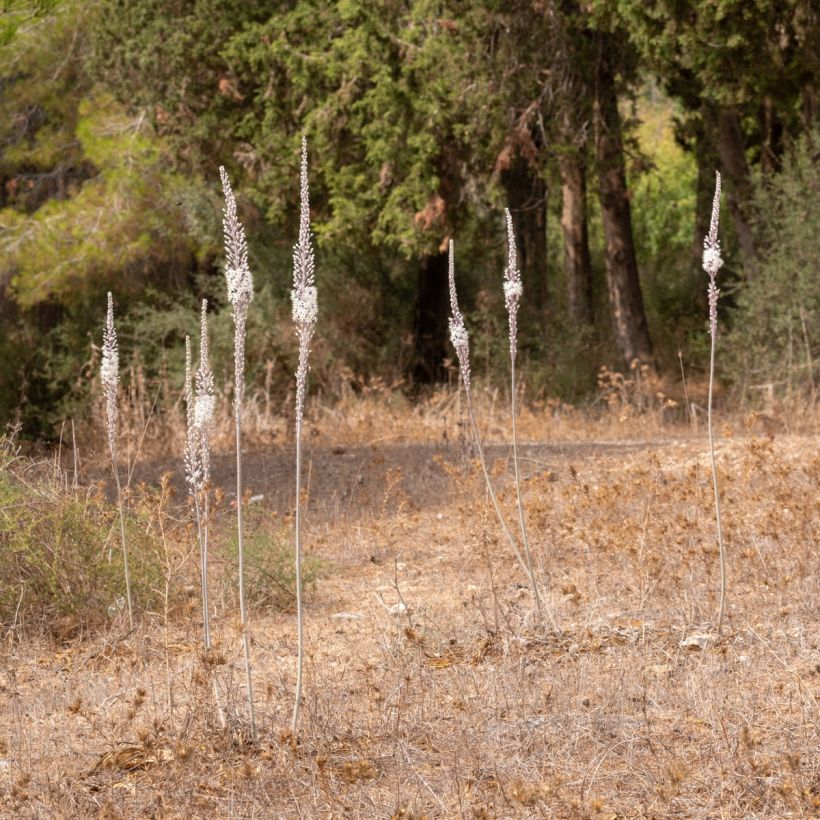 Urginea maritima - Sea squill (Plant habit)