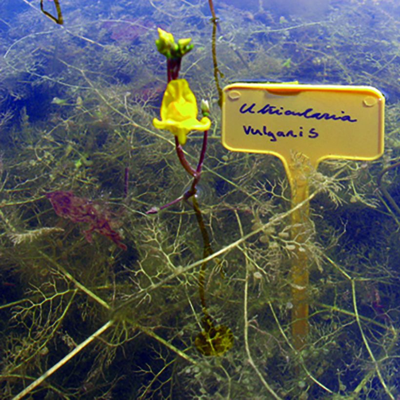 Utricularia vulgaris - Greater Bladderwort (Plant habit)
