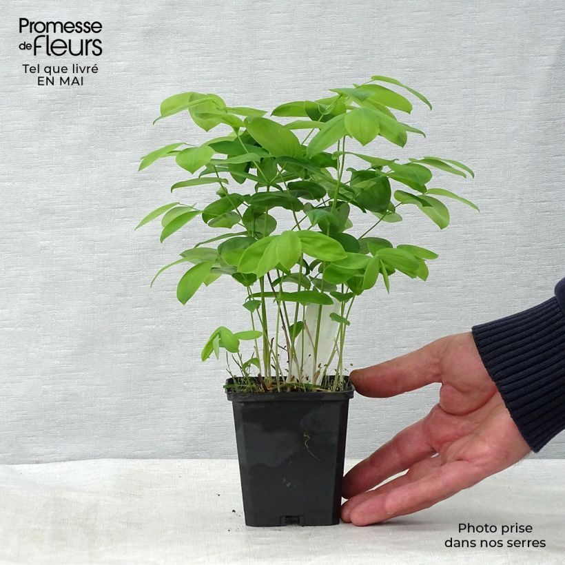 Uvularia grandiflora 8/9 cm pot sample as delivered in spring