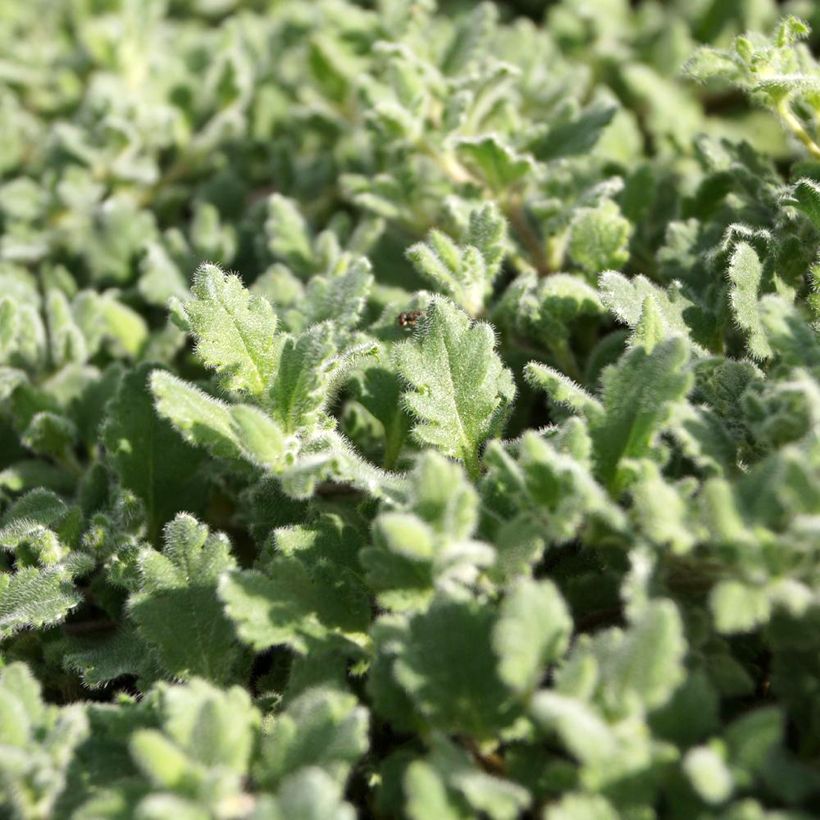 Veronica surculosa (Foliage)