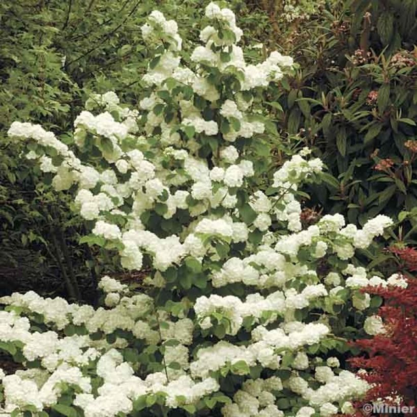 Viburnum plicatum Popcorn (Plant habit)